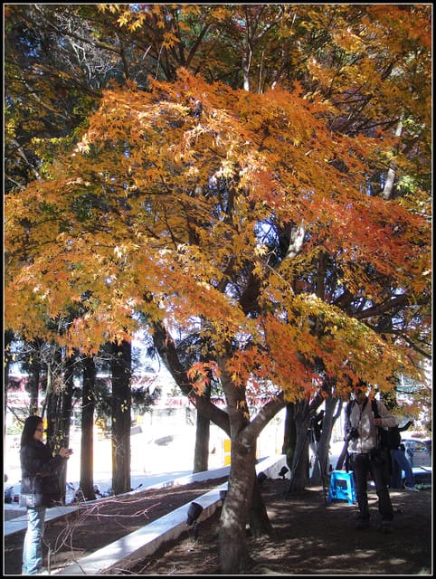 福壽山(二)-賞”楓”景~趴趴走~ - 第7張圖 福壽山(二)-賞”楓”景~趴趴走~