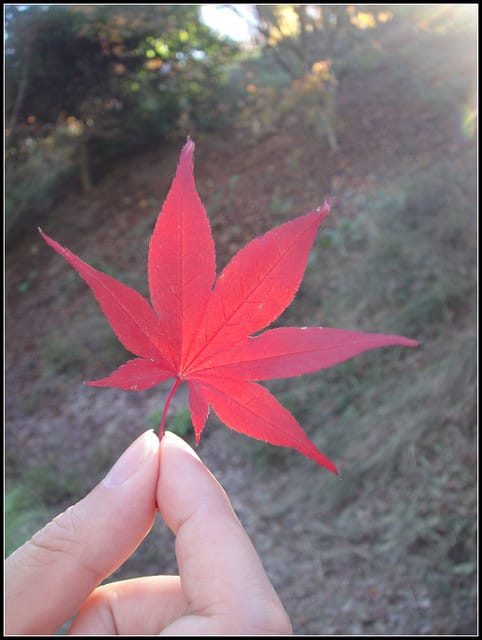 福壽山(二)-賞”楓”景~趴趴走~ - 第31張圖 福壽山(二)-賞”楓”景~趴趴走~