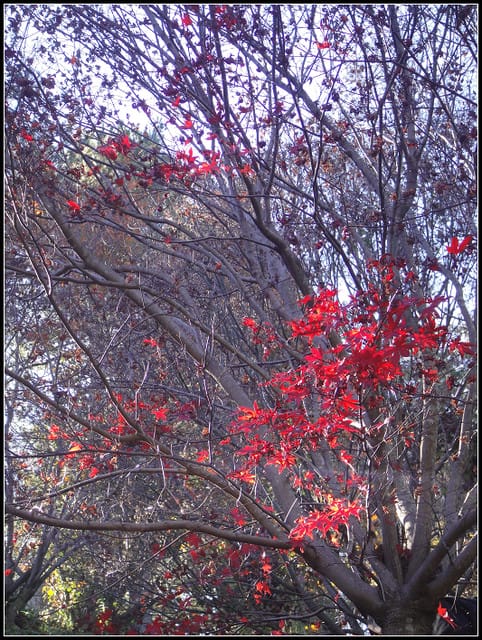 福壽山(二)-賞”楓”景~趴趴走~ - 第29張圖 福壽山(二)-賞”楓”景~趴趴走~