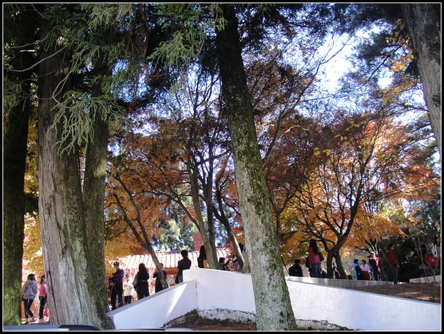 福壽山(二)-賞”楓”景~趴趴走~ - 第16張圖 福壽山(二)-賞”楓”景~趴趴走~