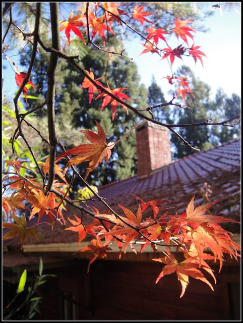 福壽山(二)-賞”楓”景~趴趴走~ - 第12張圖 福壽山(二)-賞”楓”景~趴趴走~