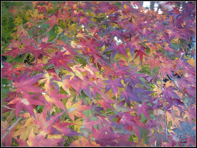 福壽山(二)-賞”楓”景~趴趴走~ - 第14張圖 福壽山(二)-賞”楓”景~趴趴走~