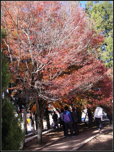 福壽山(二)-賞”楓”景~趴趴走~ - 第6張圖 福壽山(二)-賞”楓”景~趴趴走~