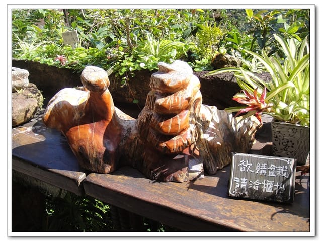 山行玫瑰