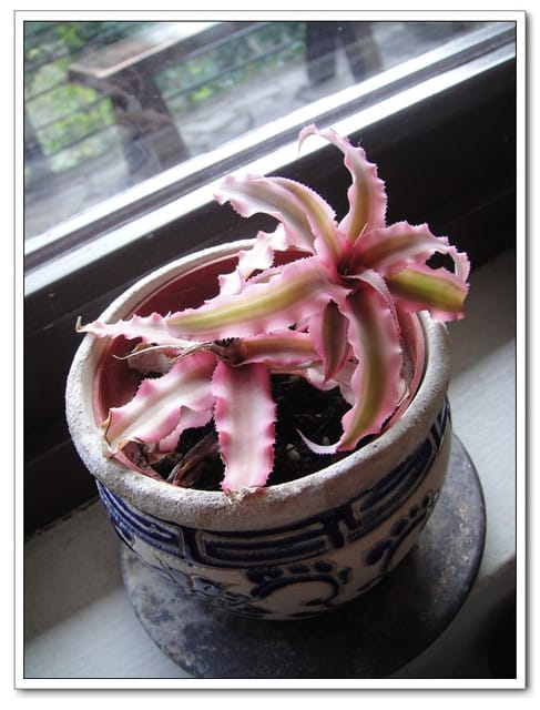 山行玫瑰