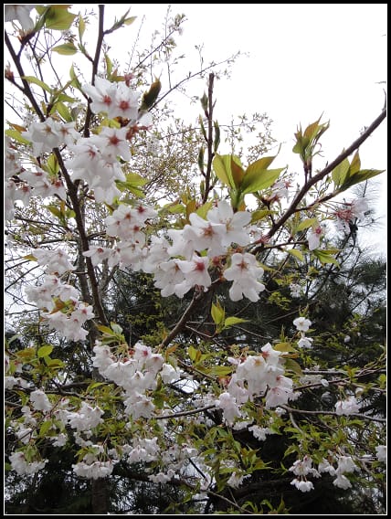 尖石-賞賞賞之行 - 第47張圖 尖石-賞賞賞之行