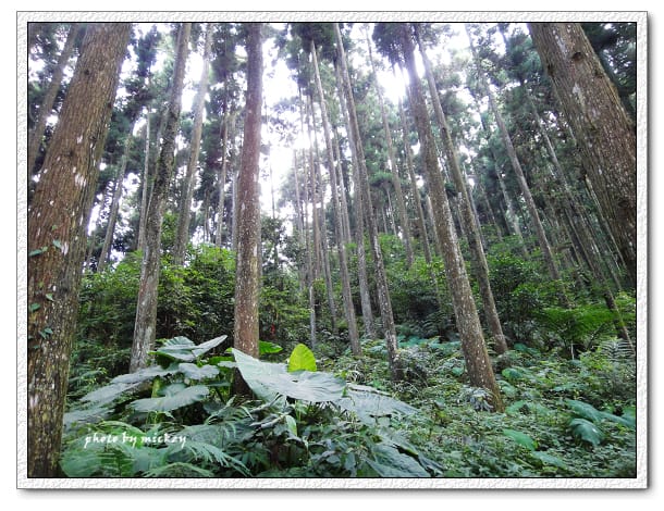 新竹-山上人家 - 第29張圖 新竹-山上人家