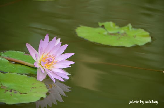 我的”小D Five”(nikon D5100)終於誕生啦 - 第25張圖 我的”小D Five”(nikon D5100)終於誕生啦