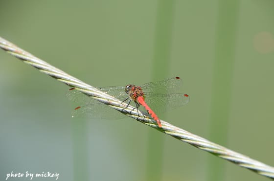 我的”小D Five”(nikon D5100)終於誕生啦 - 第30張圖 我的”小D Five”(nikon D5100)終於誕生啦