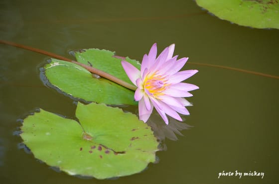 我的”小D Five”(nikon D5100)終於誕生啦 - 第26張圖 我的”小D Five”(nikon D5100)終於誕生啦