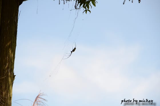 我的”小D Five”(nikon D5100)終於誕生啦 - 第28張圖 我的”小D Five”(nikon D5100)終於誕生啦