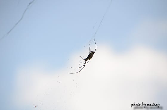 我的”小D Five”(nikon D5100)終於誕生啦 - 第29張圖 我的”小D Five”(nikon D5100)終於誕生啦