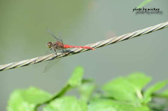 我的”小D Five”(nikon D5100)終於誕生啦 - 第31張圖 我的”小D Five”(nikon D5100)終於誕生啦