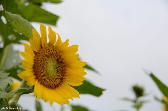 新社-花海 - 第5張圖 新社-花海
