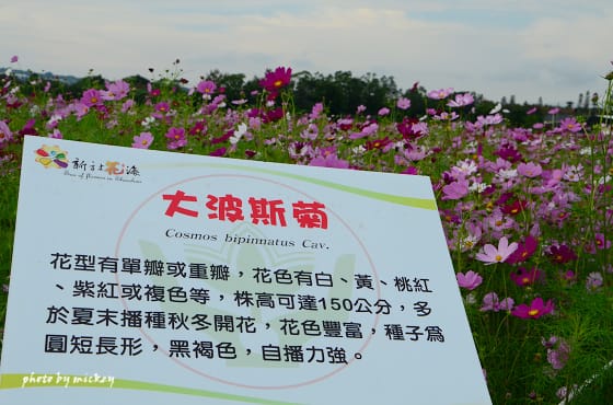 新社-花海 - 第28張圖 新社-花海