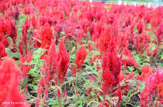 新社-花海 - 第37張圖 新社-花海