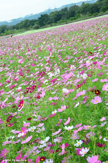 新社-花海 - 第31張圖 新社-花海
