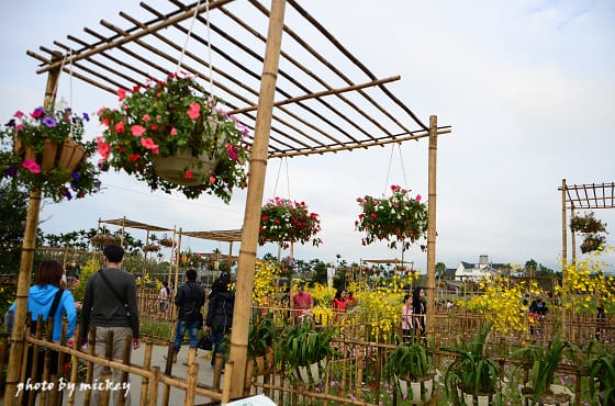 新社-花海 - 第16張圖 新社-花海