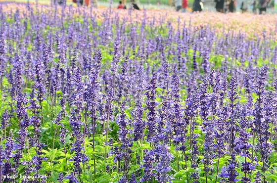 新社-花海 - 第35張圖 新社-花海