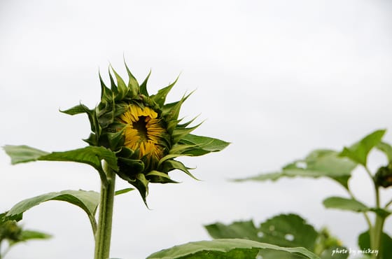 新社-花海 - 第8張圖 新社-花海