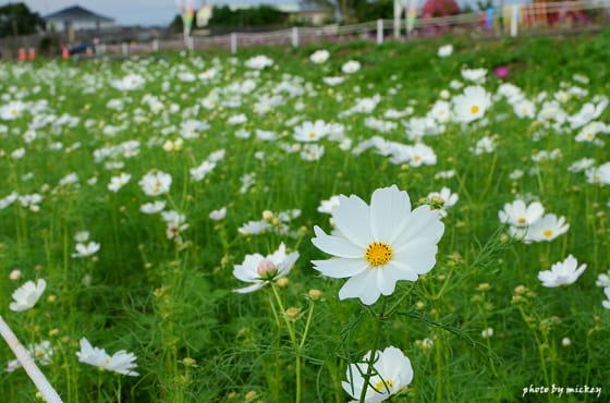 新社-花海 - 第34張圖 新社-花海