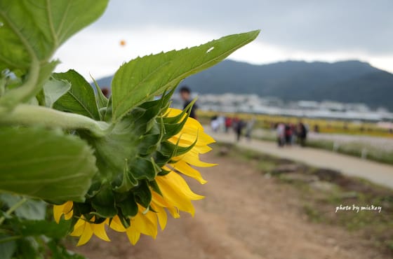 新社-花海 - 第7張圖 新社-花海