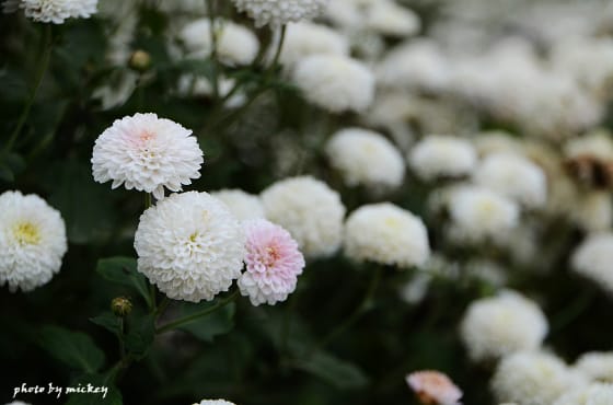 苗栗-銅鑼杭菊