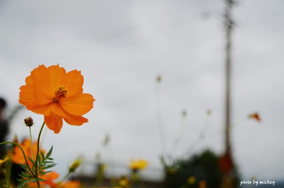 苗栗-銅鑼杭菊