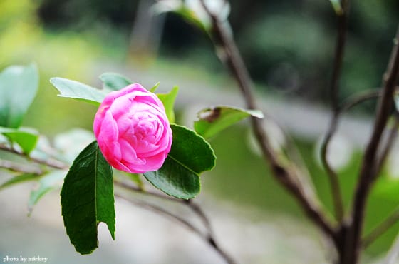 茶花-原來那麼美