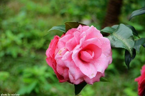 茶花-原來那麼美