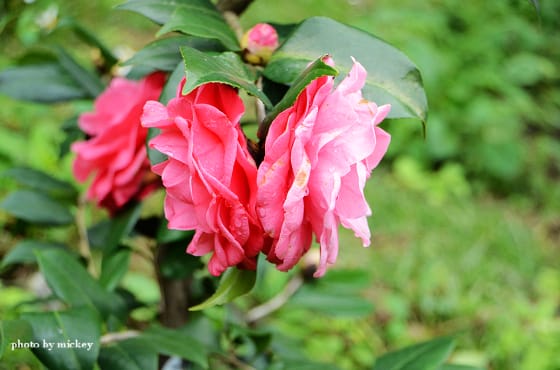 茶花-原來那麼美