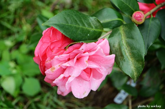 茶花-原來那麼美