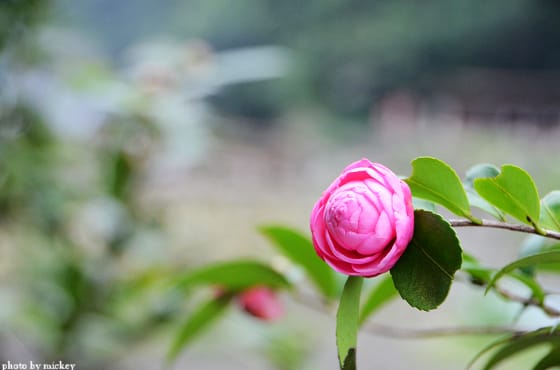 茶花-原來那麼美