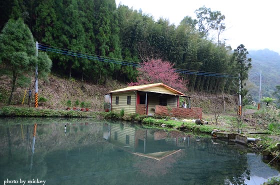 五峰-賞櫻賞梅賞霧 滿足所有願望 - 第15張圖 五峰-賞櫻賞梅賞霧 滿足所有願望