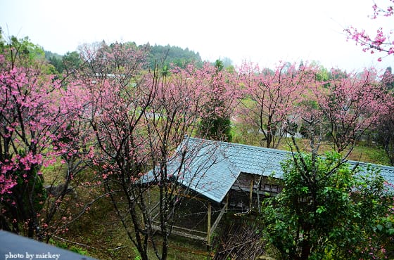 五峰-櫻之林~下雨也要衝! (2012/02/26花況) - 第13張圖 五峰-櫻之林~下雨也要衝! (2012/02/26花況)