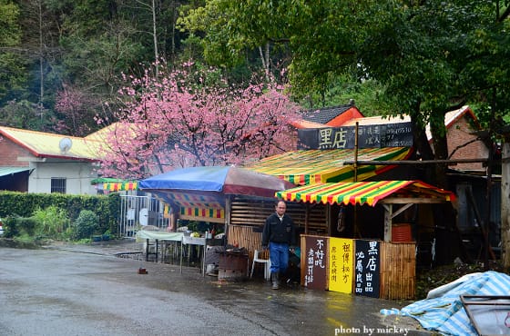 五峰-櫻之林~下雨也要衝! (2012/02/26花況) - 第22張圖 五峰-櫻之林~下雨也要衝! (2012/02/26花況)