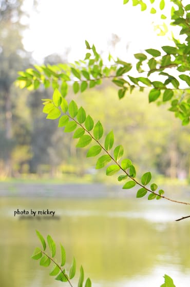 新竹-清華大學 米奇兄玩到不肯走耶