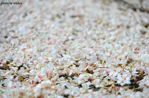 2012 賞桐趣 (峨眉水濂洞、南庄護魚步道、南庄以客唯鱒…) - 第26張圖 2012 賞桐趣 (峨眉水濂洞、南庄護魚步道、南庄以客唯鱒…)