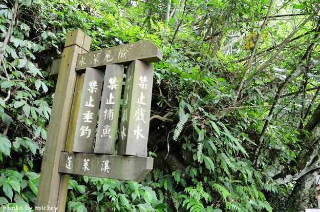 2012 賞桐趣 (峨眉水濂洞、南庄護魚步道、南庄以客唯鱒…) - 第22張圖 2012 賞桐趣 (峨眉水濂洞、南庄護魚步道、南庄以客唯鱒…)