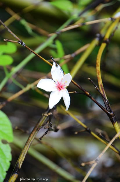 新竹五峰-賞油桐花
