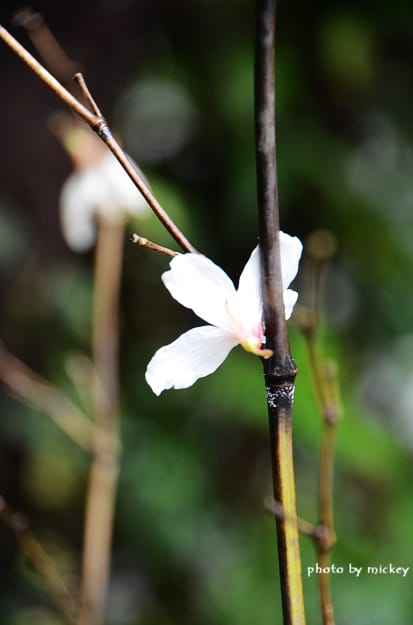 新竹五峰-賞油桐花