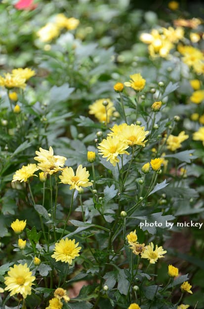 新竹內灣-高頂農莊(米奇認識新朋友~)
