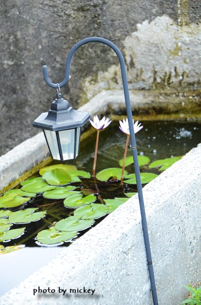 新竹內灣-高頂農莊(米奇認識新朋友~)