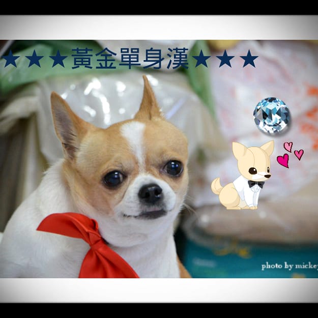 LINE camera (手機APP) 米奇兄被出賣啦