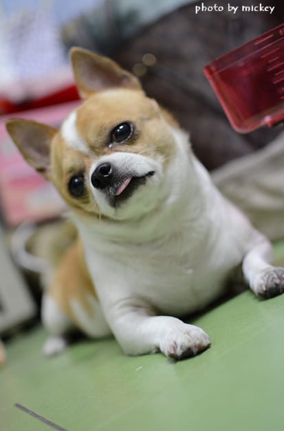 米奇兄-減肥小物-大創百貨廚房磅秤