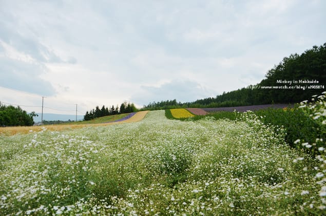 北海道-富良野。富田農場 (快門按不停哦~) - 第23張圖 北海道-富良野。富田農場 (快門按不停哦~)