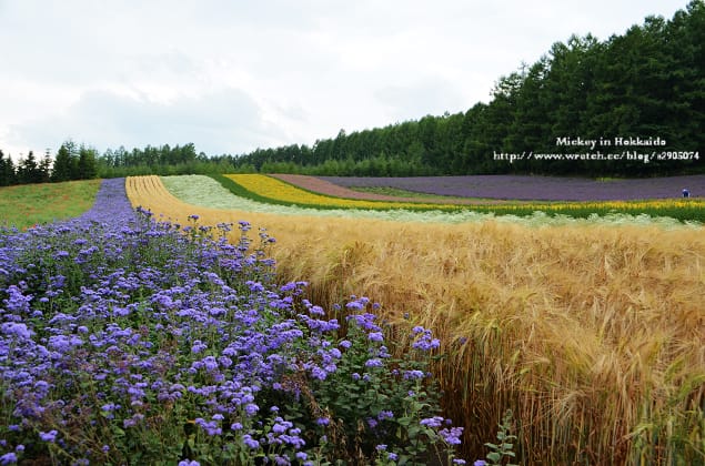 北海道-富良野。富田農場 (快門按不停哦~) - 第18張圖 北海道-富良野。富田農場 (快門按不停哦~)