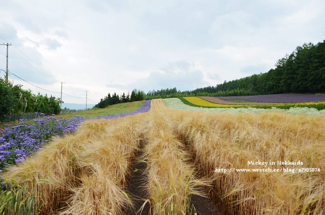 北海道-富良野。富田農場 (快門按不停哦~) - 第20張圖 北海道-富良野。富田農場 (快門按不停哦~)