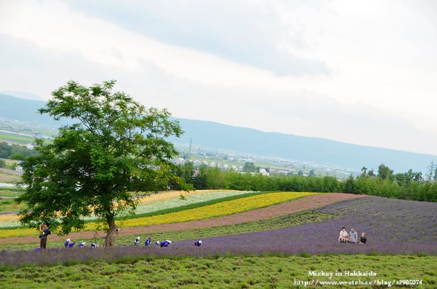 北海道-富良野。富田農場 (快門按不停哦~) - 第25張圖 北海道-富良野。富田農場 (快門按不停哦~)