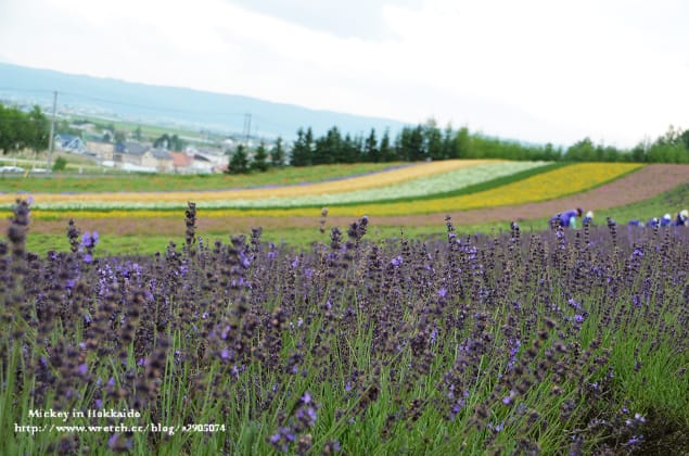 北海道-富良野。富田農場 (快門按不停哦~) - 第31張圖 北海道-富良野。富田農場 (快門按不停哦~)